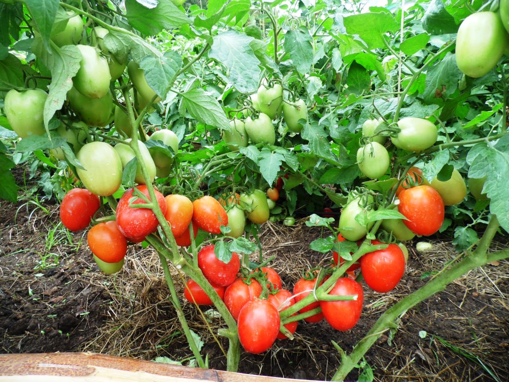 Tomato By Laban Robert.JPG